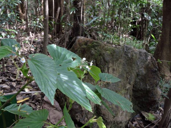 Begonia kelimutuensis
Uta Onga (Ind) 
Trefwoorden: Plant;Begoniaceae;Bloem;wit