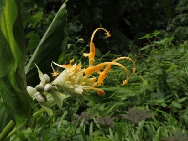 Globba schomburgkii
Yellow Dancing Girl Ginger (Eng)
Trefwoorden: Plant;Zingiberaceae;Bloem;geel