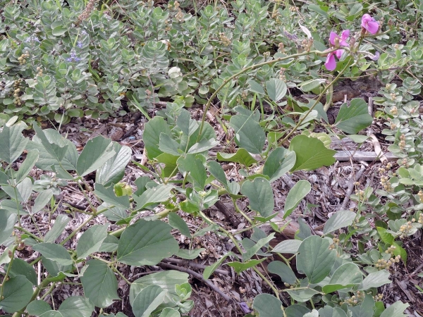 Canavalia; C. rosea
Beach Bean (Eng)
Keywords: Plant;Fabaceae;Bloem;roze;kustplant