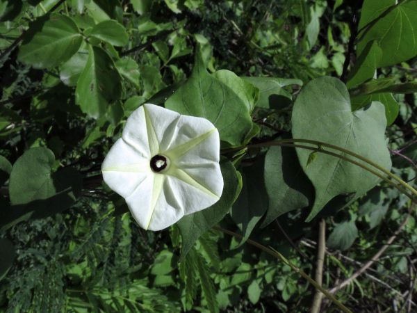 Ipomoea alba
Moonflower (Eng) Dama-da-noite (Port) Terulak (Ind)
Trefwoorden: Plant;Convolvulaceae;Bloem;wit