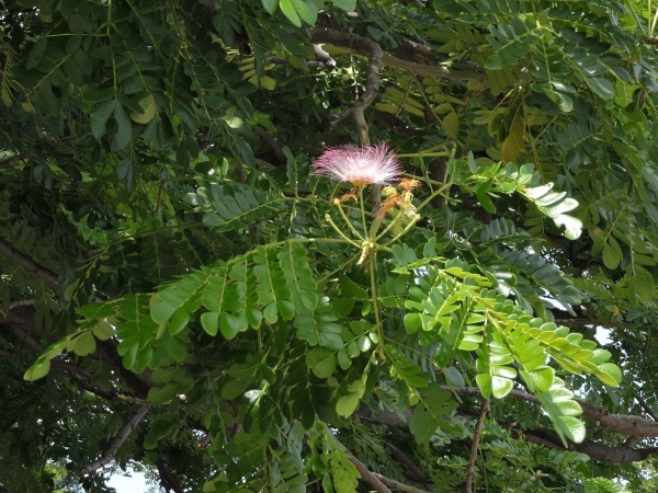 Samanea saman / Albizia saman
Rain Tree, Monkey Pod (Eng) Ki Hujan (Ind)
Trefwoorden: Plant;Boom;Fabaceae;Bloem;roze