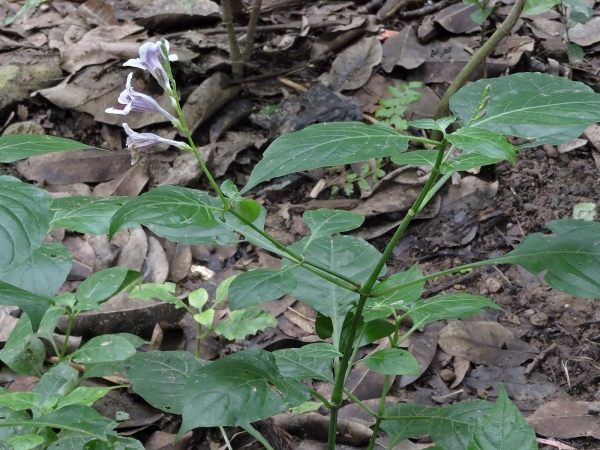 Asystasia gangetica
Chinese Violet, Coromandel (Eng) Rumput Israel (Ind)
Trefwoorden: Plant;Acanthaceae;Bloem;wit;paars