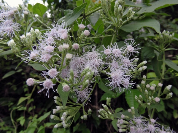 Austroeupatorium inulifolium
Trefwoorden: Plant;Asteraceae;Bloem;wit