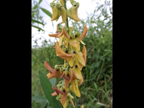 Crotalaria sp.
Rattlepod (Eng)
Trefwoorden: Plant;Fabaceae;Bloem;geel