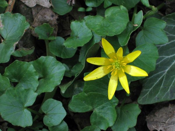 Ranunculus ficaria
Lesser Celandine (Eng) Speenkruid (Ned) Scharbockskraut (Ger)
Trefwoorden: Plant;Ranunculaceae;Bloem;geel