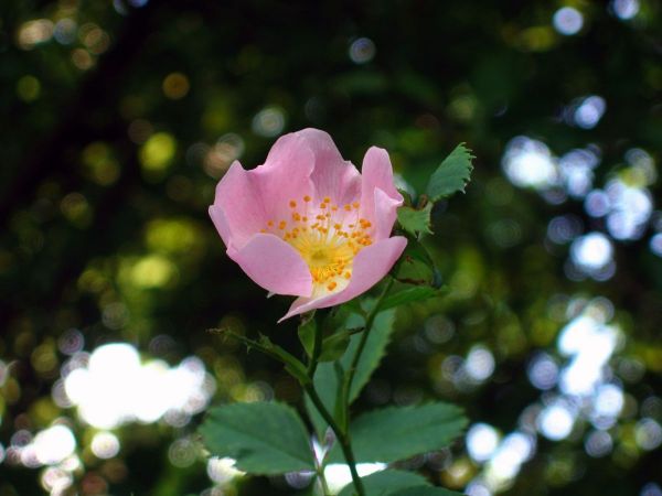 Rosa canina
Dog Rose (Eng) Hondsroos (Ned) Hunds-Rose (Ger) 
Trefwoorden: Plant;Rosaceae;Bloem;struik;wit;roze;cultuurgewas