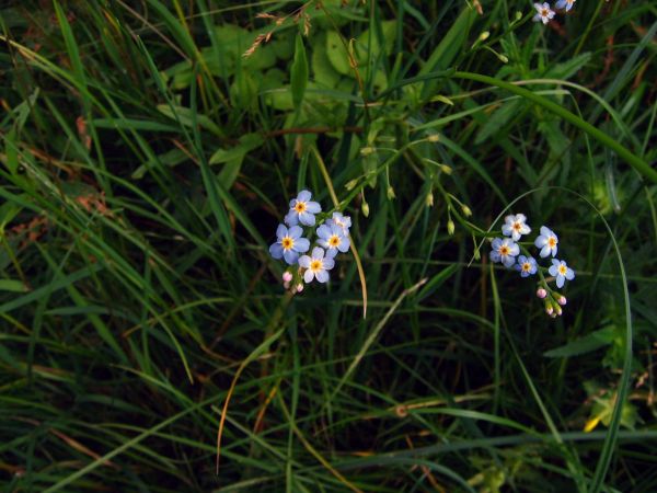 Myosotis scorpioides
Water forget-me-not (Eng) Moerasvergeet-mij-nietje (Ned) Sumpf-Vergissmeinnicht (Ger)
Trefwoorden: Plant;Boraginaceae;Bloem;blauw;oeverplant