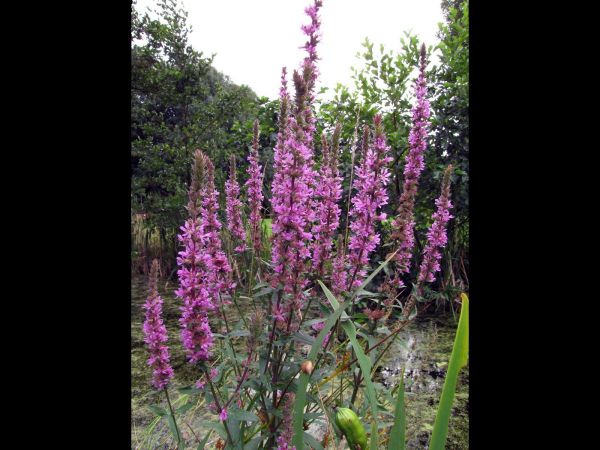 Lythrum salicaria
Purple Loosestrife (Eng) Grote Kattenstaart (Ned) Gewöhnlicher Blutweiderich (Ger) 
Trefwoorden: Plant;Lythraceae;Bloem;roze