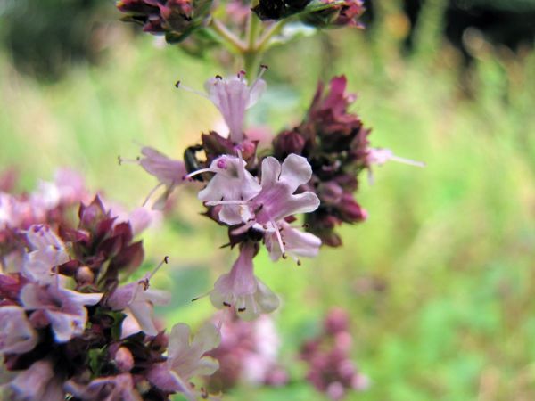 Origanum vulgare
Oregano (Eng) Wilde marjolein (Ned) Oregano (Ger)
Trefwoorden: Plant;Lamiaceae;Bloem;roze