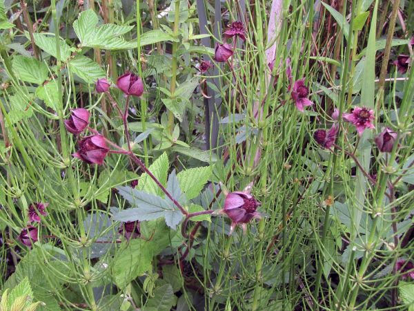 Potentilla palustris
Purple Marshlocks (Eng) Wateraardbei (Ned) Sumpf-Blutauge (Ger)
Trefwoorden: Plant;Rosaceae;Bloem;rood