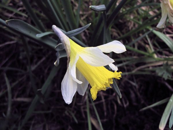 Narcissus pseudonarcissus subsp. pseudonarcissus
Wild Daffodil (Eng) Wilde Narcis (Ned) Gelbe Narzisse (Ger)
Trefwoorden: Plant;Amaryllidaceae;stinzenplant;Bloem;geel