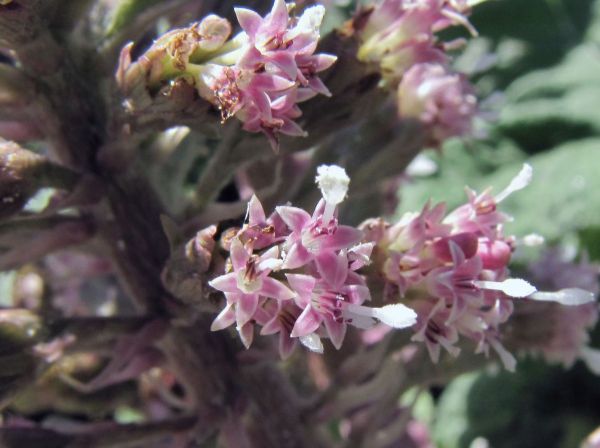 Petasites hybridus
Butterbur (Eng) Groot Hoefblad (Ned) Gewöhnliche Pestwurz (Ger)
Trefwoorden: Plant;Asteraceae;Bloem;roze