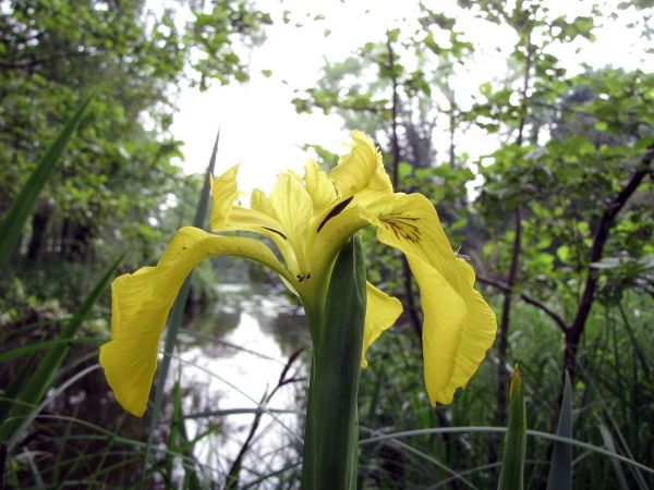 Iris pseudacorus
Yellow Flag (Eng) Gele Lis (Ned) Sumpf-Schwertlilie (Ger)
Trefwoorden: Plant;Iridaceae;Bloem;geel;oeverplant