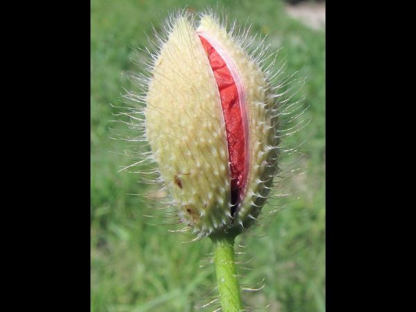 Papaver rhoeas
Common Poppy (Eng) Gewone Klaproos (Ned) Klatschmohn (Ger) - flower bud
Trefwoorden: Plant;Papaveraceae;Bloem;rood