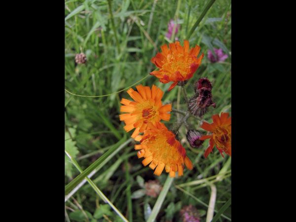 Pilosella aurantiaca
Orange Hawkweed (Eng) Oranje Havikskruid (Ned) Orangerotes Habichtskraut (Ger)
Keywords: Plant;Asteraceae;Bloem;oranje