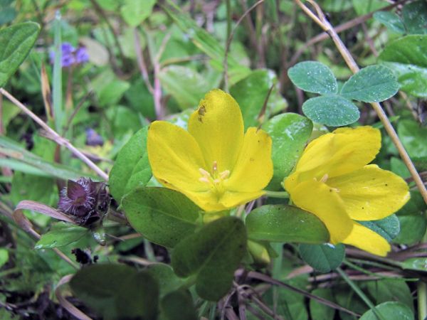Lysimachia nummularia
Moneywort (Eng) Penningkruid (Ned) Pfennigkraut (Ger) 
Trefwoorden: Plant;Primulaceae;Bloem;geel