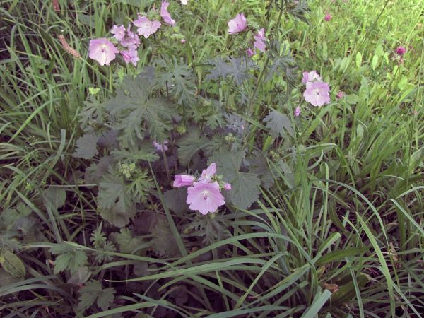 Malva moschata
Musk Mallow (Eng) Muskuskaasjeskruid (Ned) Moschus-Malve (Ger)
Trefwoorden: Plant;Malvaceae;Bloem;roze