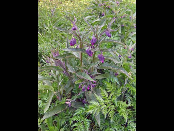 Symphytum officinale
Common Comfrey (Eng) Gewone Smeerwortel (Ned) Echter Beinwell (Ger) 
Trefwoorden: Plant;Boraginaceae;Bloem;blauw;wit;roze;purper