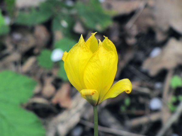 Tulipa sylvestris
Wild Tulip (Eng) Bostulp (Ned) Wilde Tulpe (Ger)
Trefwoorden: Plant;Liliaceae;stinzenplant;Bloem;geel
