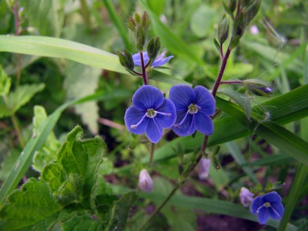 Veronica chamaedrys
Germander Speedwell (Eng) Gewone Ereprijs (Ned) Gamander-Ehrenpreis (Ger)
Trefwoorden: Plant;Plantaginaceae;Bloem;blauw