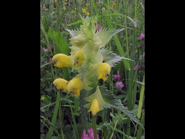 Rhinanthus angustifolius
Greater Yellow-rattle (Eng) Grote Ratelaar (Ned) Großer Klappertopf (Ger) 
Trefwoorden: Plant;Orobanchaceae;Bloem;geel