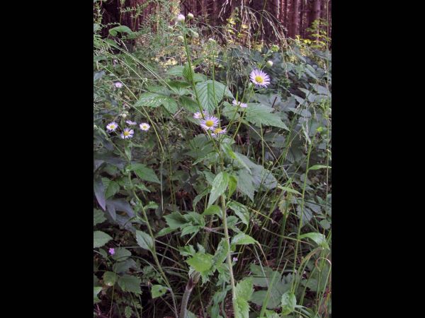 Erigeron annuus
Annual Fleabane (Eng) Zomerfijnstraal (Ned) Feinstrahl (Ger) 
Trefwoorden: Plant;Asteraceae;Bloem;lila;wit