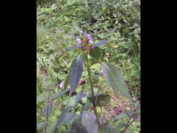 Galeopsis tetrahit
Common Hemp-nettle (Eng) Gewone Hennepnetel (Ned) Gemeiner Hohlzahn (Ger) 
Trefwoorden: Plant;Lamiaceae;Bloem;roze;paars
