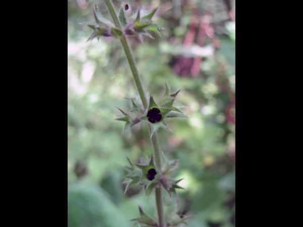 Stachys sylvatica
Hedge Woundwort (Eng) Bosandoorn (Ned) Wald-Ziest (Ger) - fruit (schizocarp)
Trefwoorden: Plant;schaduwplant;Lamiaceae;vrucht
