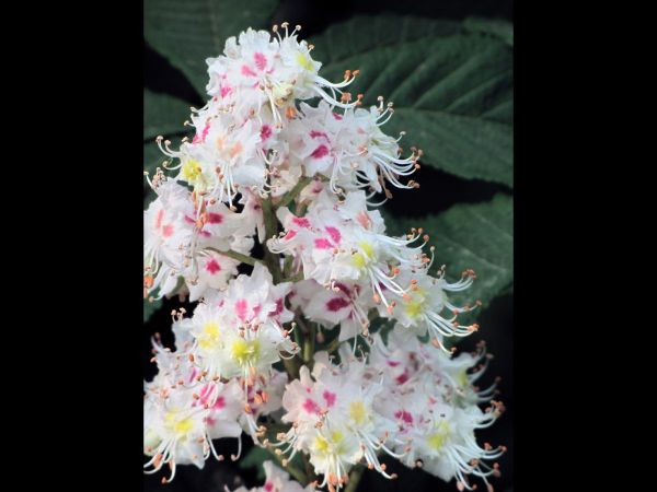 Aesculus hippocastanum
Horse-Chestnut (Eng) Witte Paardenkastanje (Ned) Gewöhnliche Rosskastanie (Ger)
Keywords: Plant;boom;Sapindaceae;Bloem;wit