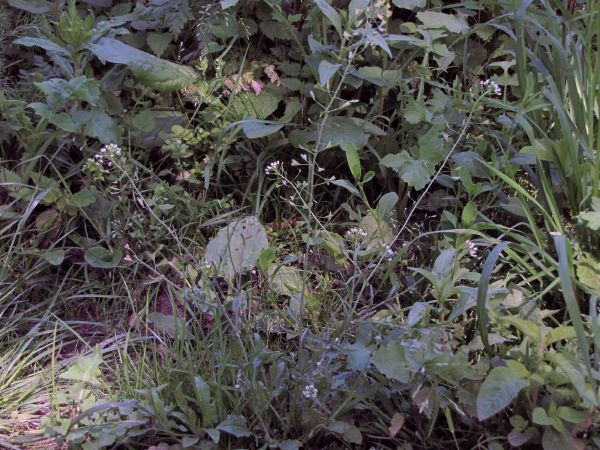 Capsella bursa-pastoris
Sherperd's Purse (Eng) Herderstasje (Ned) Gewöhnliches Hirtentäschel (Ger)
Trefwoorden: Plant;Brassicaceae;Bloem;wit