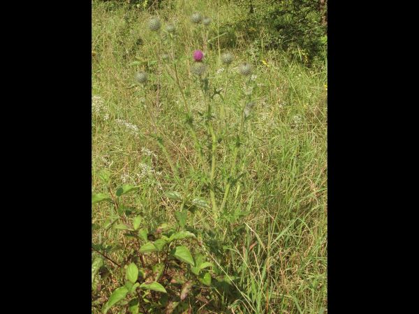 Cirsium vulgare
Spear Thistle (Eng) Speerdistel (Ned) Gewöhnliche Kratzdistel (Ger)
Trefwoorden: Plant;Asteraceae;Bloem;purper
