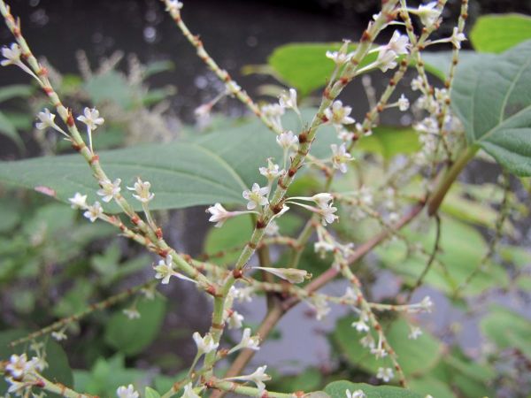 Fallopia japonica
Japanese Knotweed (Eng) Japanse Duizendknoop (Ned) Japanischer Staudenknöterich (Ger)
Trefwoorden: Plant;struik;Polygonaceae;Bloem;wit