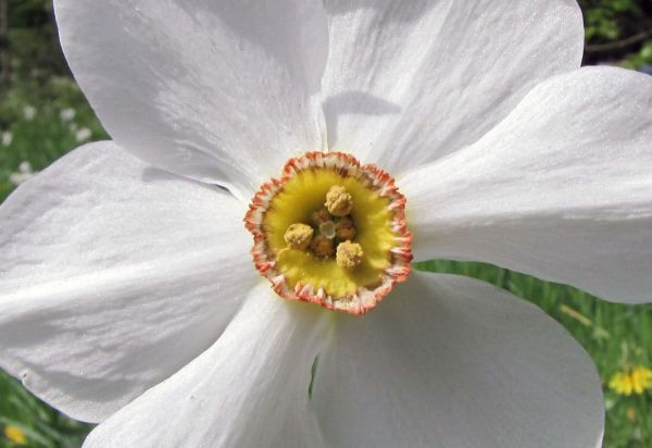 Narcissus poeticus var. recurvus
Poet's Daffodil (Eng) Dichtersnarcis (Ned) Weiße Narzisse (Ger)
Trefwoorden: Plant;Amaryllidaceae;Bloem;wit;tuinplant