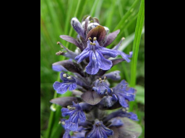 Ajuga reptans
Bugleweed (Eng) Kruipend Zenegroen (Ned) Kriechender Günsel (Ger)
Trefwoorden: Plant;Lamiaceae;Bloem;blauw