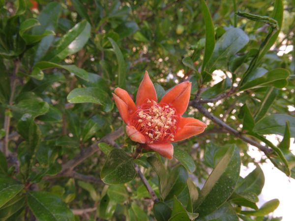 Punica granatum
Pomegranate (Eng) Granaatappel (Ned) Granatapfel (Ger)
Trefwoorden: Plant;Boom;cultuurgewas;Lythraceae;Bloem;rood