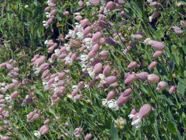 Silene vulgaris
Bladder Campion (Eng) Blaassilene (Ned) Taubenkropf-Leimkraut (Ger) - pink type
Trefwoorden: Plant;Caryophyllaceae;Bloem;roze;wit