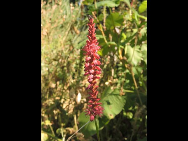 Persicaria amplexicaulis
Red Bistort (Eng) Duizendknoop (Ned) Kerzenknöterich (Ger)
Trefwoorden: Plant;tuinplant;Polygonaceae;Bloem;rood