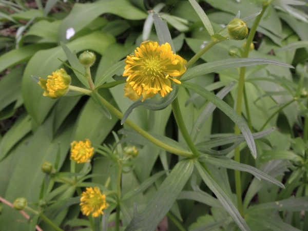 Ranunculus auricomus
Goldilocks Buttercup (Eng) Gulden Boterbloem (Ned) Gold-Hahnenfuß (Ger) 
Trefwoorden: Plant;Ranunculaceae;Bloem;geel;groen
