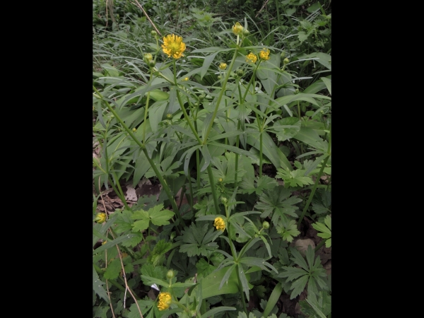 Ranunculus auricomus
Goldilocks Buttercup (Eng) Gulden Boterbloem (Ned) Gold-Hahnenfuß (Ger) 
Trefwoorden: Plant;Ranunculaceae;Bloem;geel;groen