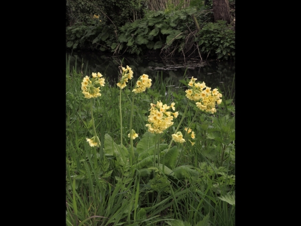 Primula elatior
True Oxlip (Eng) Slanke Sleutelbloem (Ned) Hohe Schlüsselblume (Ger) 
Trefwoorden: Plant;stinzenplant;Primulaceae;Bloem;geel
