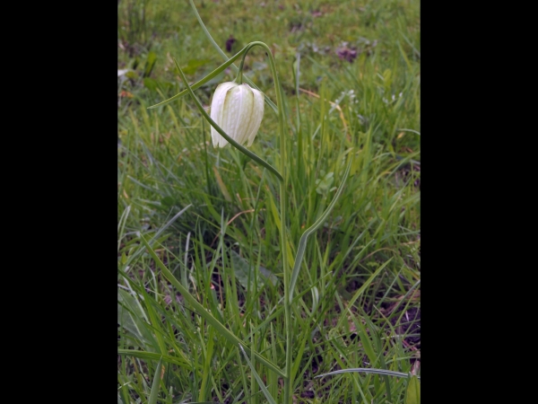 Fritillaria meleagris
Snake's Head (Eng), Kievitsbloem (Ned) Schachblume (Ger) - white type
Trefwoorden: Plant;stinzenplant;Liliaceae;Bloem;wit