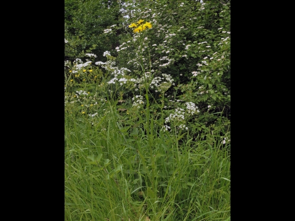 Crepis biennis
Rough Hawksbeard (Eng) Groot Streepzaad (Ned) Wiesen-Pippau (Ger) 
Trefwoorden: Plant;Asteraceae;Bloem;geel