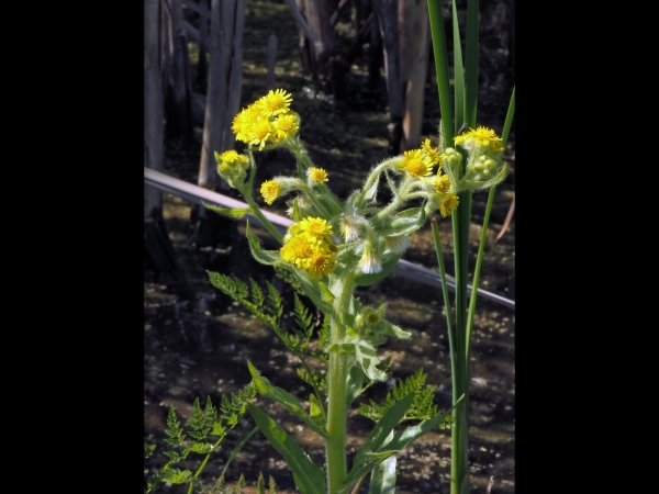Tephroseris palustris
Swamp Ragwort (Eng) Moerasandijvie (Ned) Moor-Greiskraut (Ger)
Trefwoorden: Plant;Asteraceae;Bloem;geel