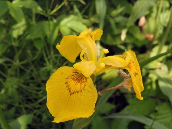 Iris pseudacorus
Yellow Flag (Eng) Gele Lis (Ned) Sumpf-Schwertlilie (Ger) 
Trefwoorden: Plant;oeverplant;Iridaceae;Bloem;geel