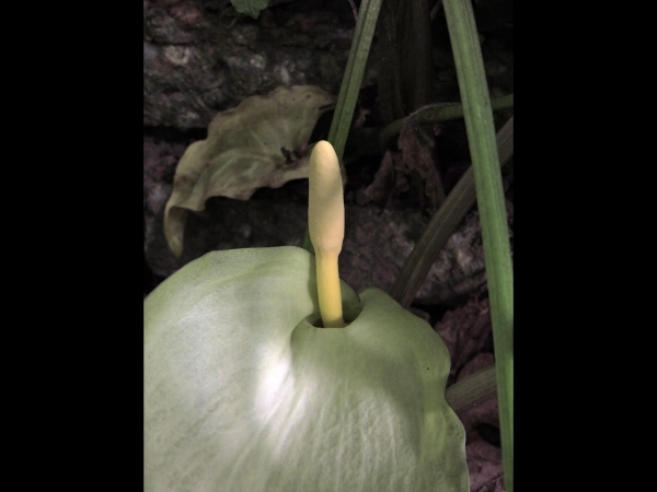 Arum italicum
Italian Arum (Eng) Italiaanse Aronskelk (Ned) Italienischer Aronstab (Ger) 
Keywords: Plant;Araceae;Bloem;groen;wit;stinzenplant