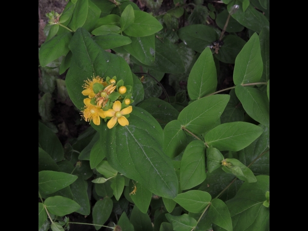 Hypericum; H. androsaemum
Tutsan (Eng) Mansbloed (Ned) Blut-Johanniskraut (Ger)
Trefwoorden: Plant;Hypericaceae;Bloem;geel