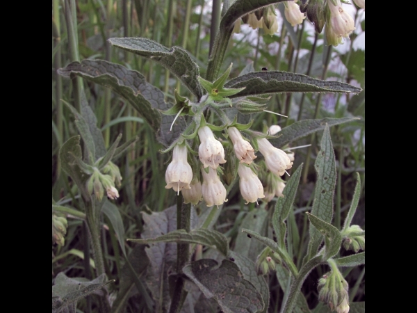Symphytum officinale
Common Comfrey (Eng) Smeerwortel (Ned) Echter Beinwell (Ger) - white type
Trefwoorden: Plant;Boraginaceae;Bloem;wit;roze;paars