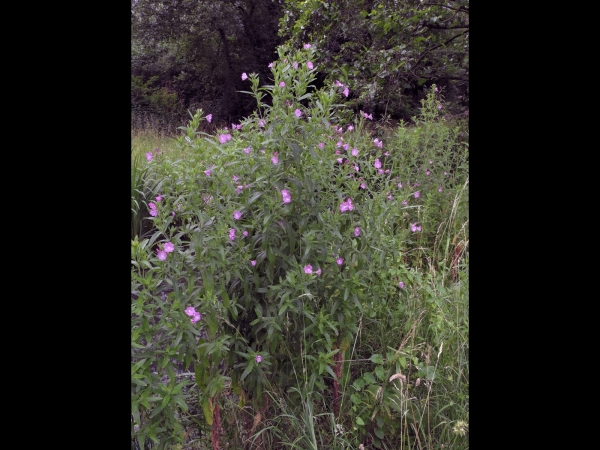 Epilobium hirsutum
Great Willowherb (Eng) Harig Wilgenroosje (Ned) Zottiges Weidenröschen (Ger)
Trefwoorden: Plant;Onagraceae;Bloem;roze