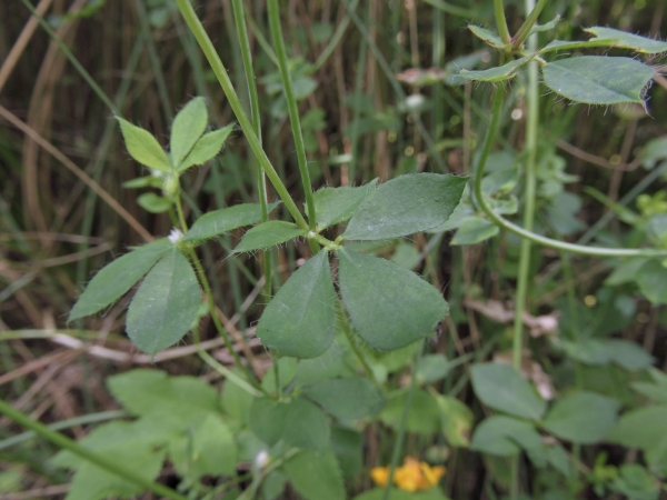 Lotus pedunculatus
Big Trefoil (Eng) Moerasrolklaver (Ned) Sumpf-Hornklee (Ger) - leaf
Trefwoorden: Plant;Fabaceae