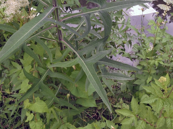 Sonchus palustris
Marsh Sowthistle (Eng) Moerasmelkdistel (Ned) Sumpf-Gänsedistel (Ger) - lower leaf
Trefwoorden: Plant;Asteraceae;blad